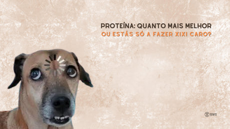 Proteína e Hipertrofia: Quanto mais melhor?